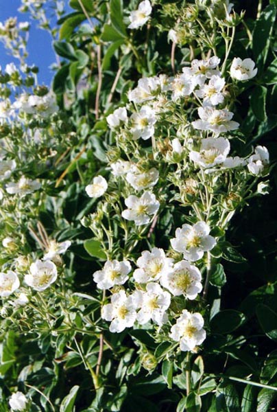 Potentilla alchimilloides en fleurs sur des falaises ensoleillées des Pyrénées